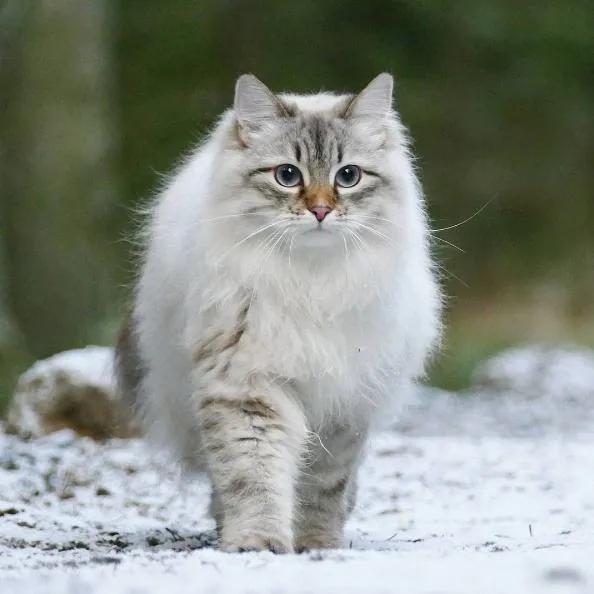 西伯利亚森林猫真的适合新手养吗？