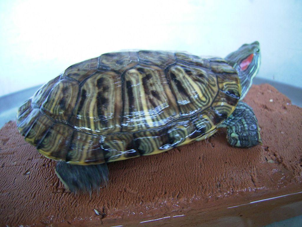 想养龟又怕养死？这种神秘生物到底该怎么伺候？