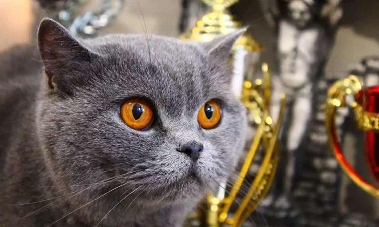 养只英短到底要花多少钱？