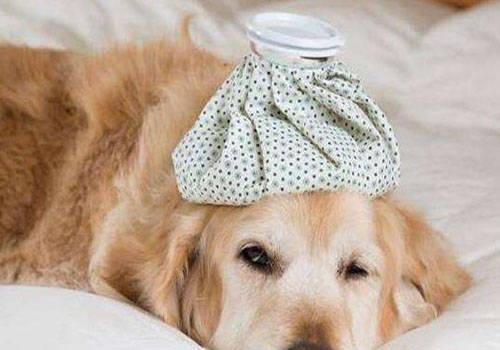 犬瘟热主要症状有哪些？全面解析犬瘟热的症状与预防