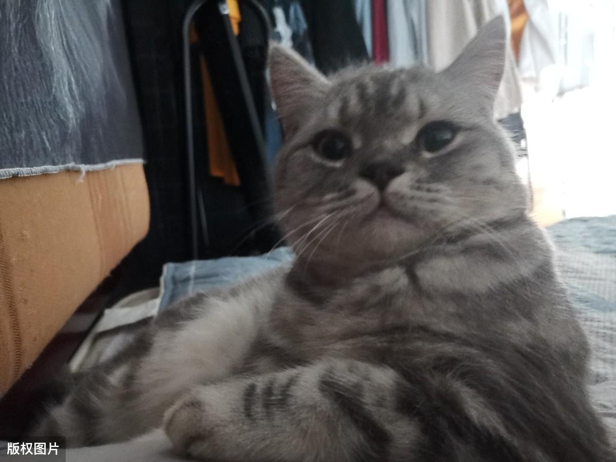 2024十二生肖49码表真的能预测开奖号码？