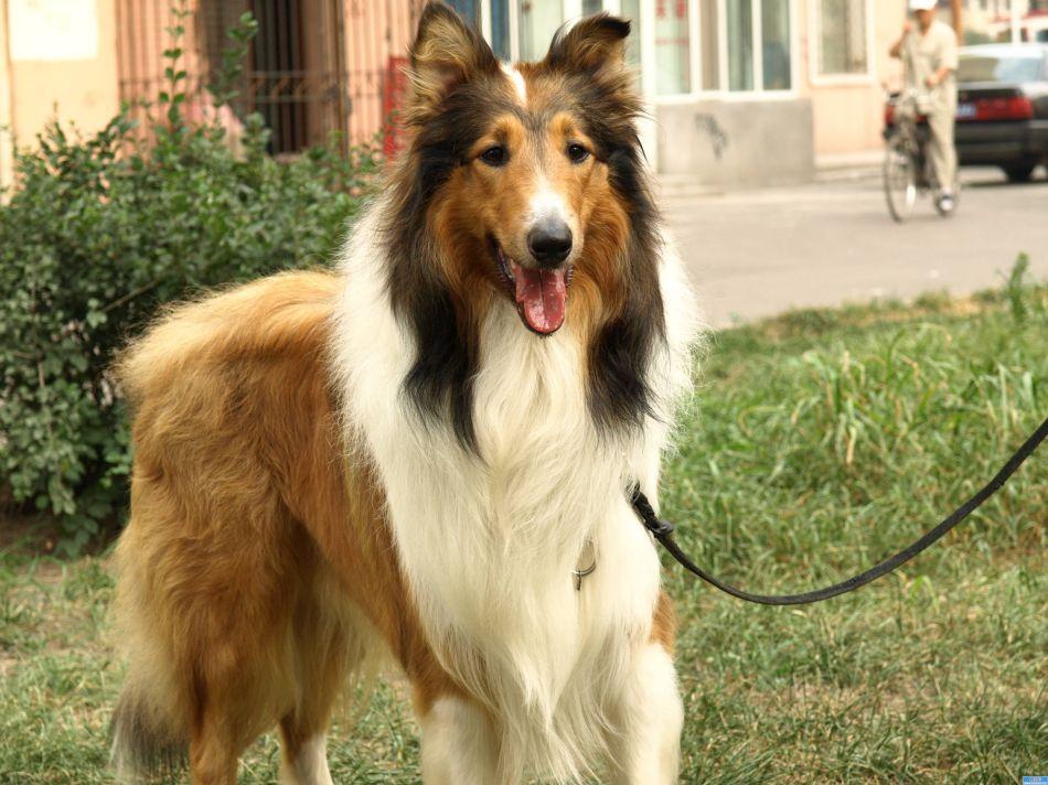 买苏格兰牧羊犬到底要花多少钱？