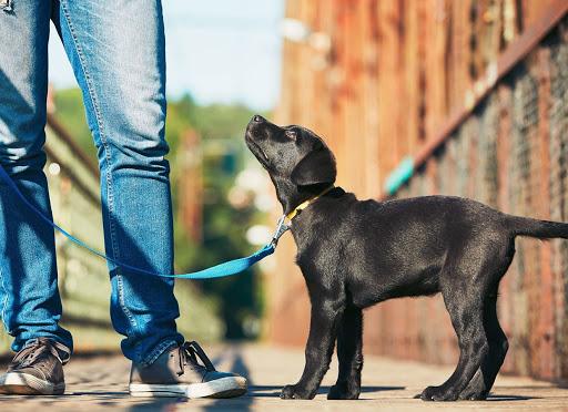狗狗服从训练招式分解：从基础到高级的详细指南