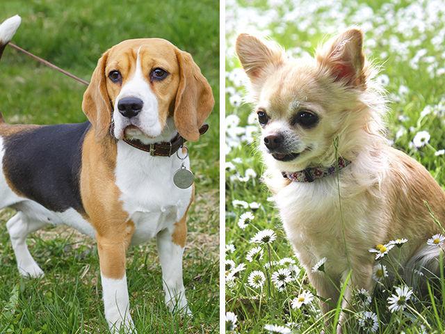 吉娃娃2000块买的到纯种吗？