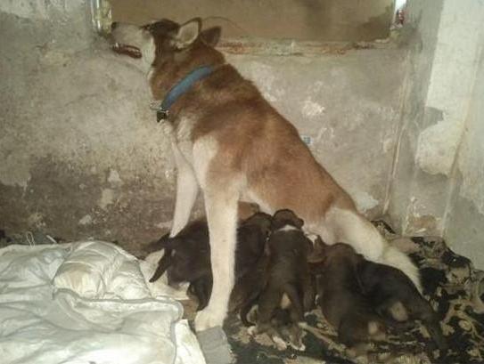 养只哈士奇到底要花多少钱？