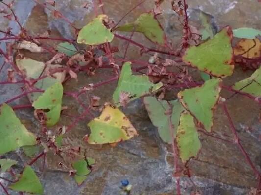 蛇的世界究竟有多神奇？