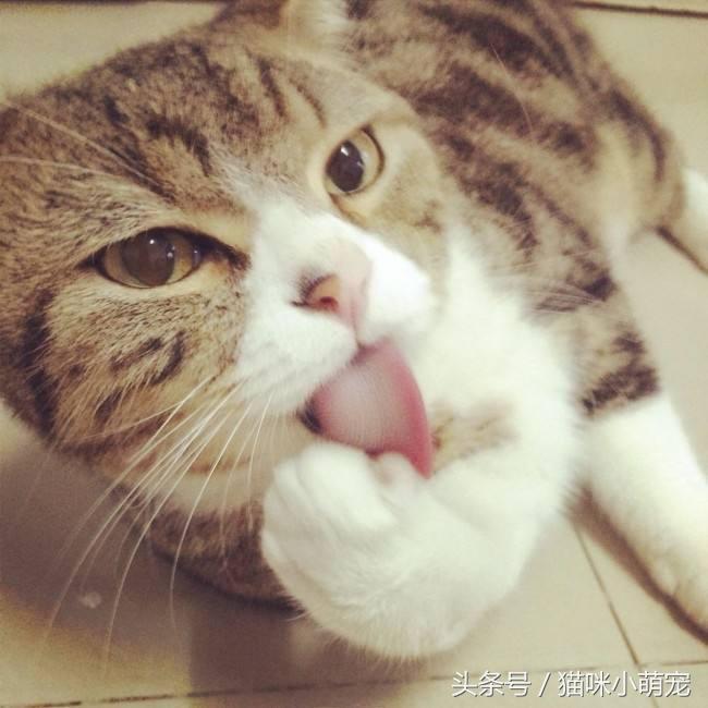 哈士奇为什么不能吃朱古力？原因及危害解析 - 波奇网