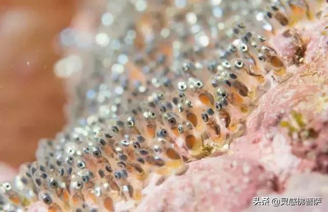 梦见杀鱼是凶兆还是吉兆？