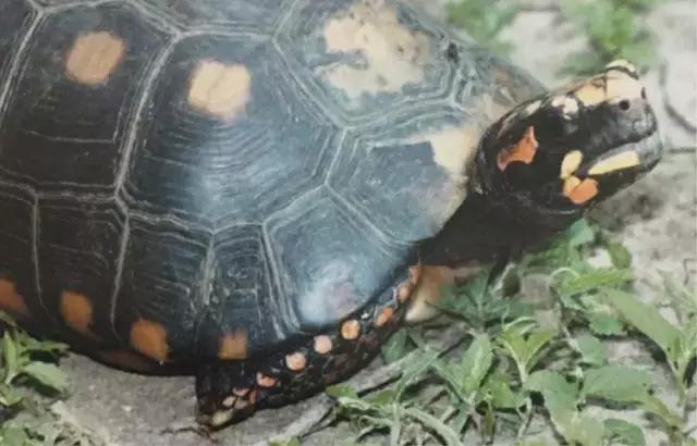 红腿陆龟真的适合新手当宠物养吗？