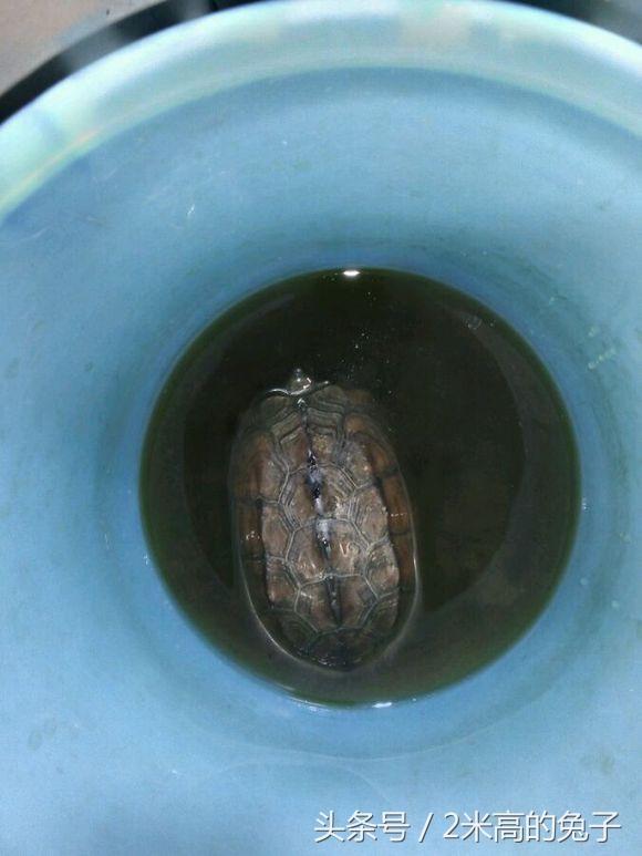 乌龟白眼病的有效治疗方法与预防措施全解析 乌龟白眼病的有效治疗方法与预防措施全解析