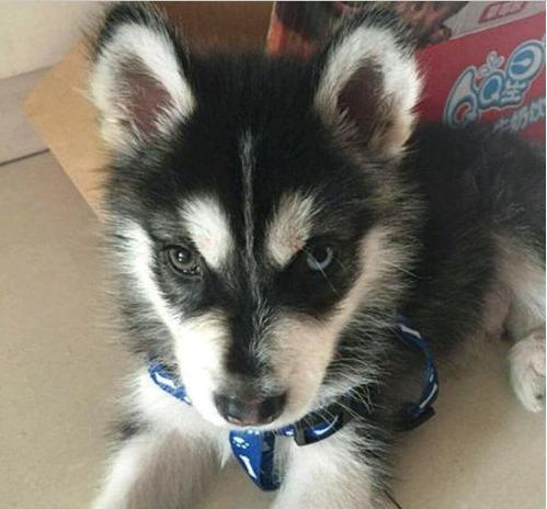 养纯种哈士奇到底要花多少钱？