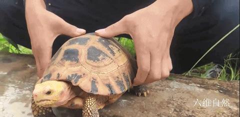 缅甸陆龟真的适合新手养吗？