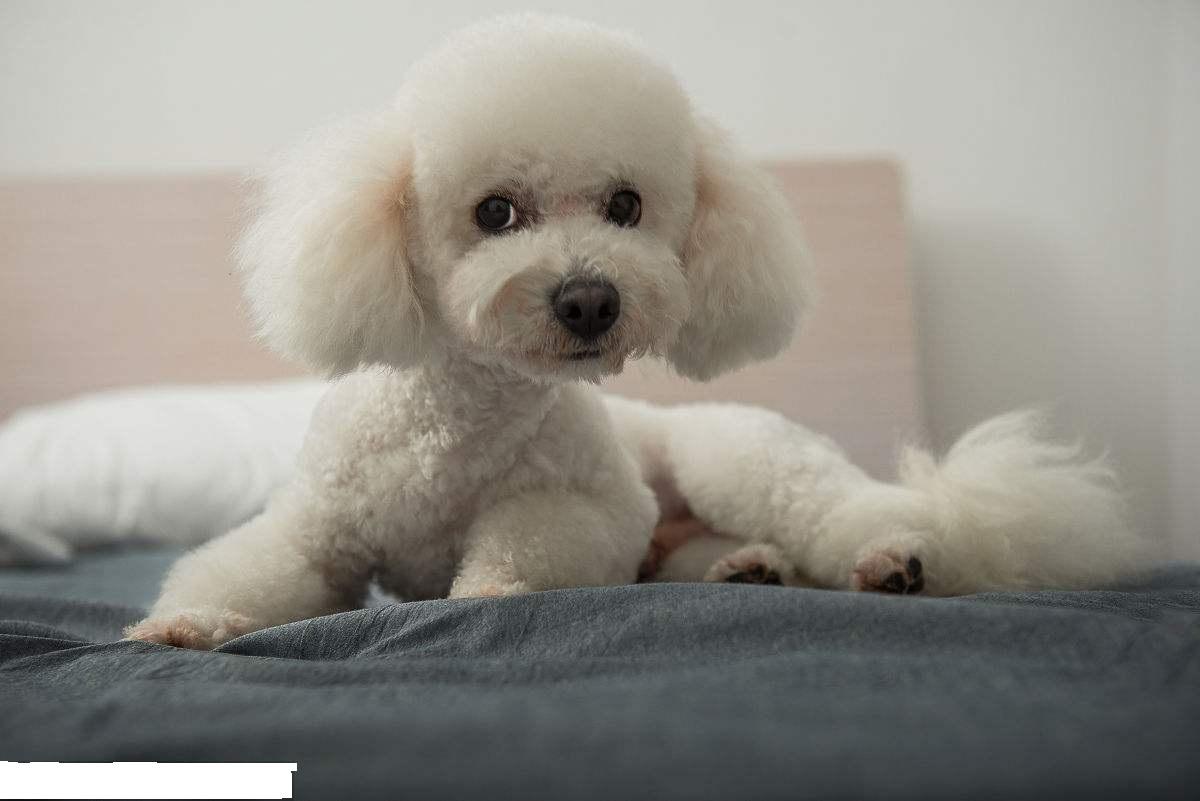 卷毛比雄犬真的像棉花糖一样好养吗？