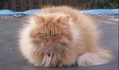 纪旋到底怎么玩才能快速上手？