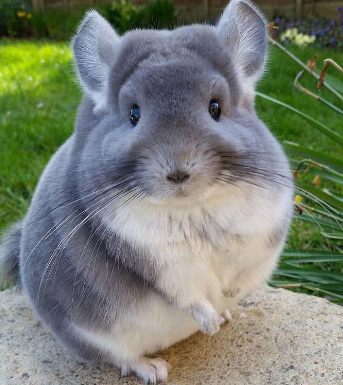 南美洲栗鼠真的适合当宠物养吗？