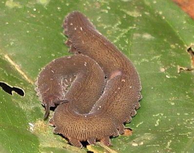 鳄鱼是恐龙时代的活化石吗？