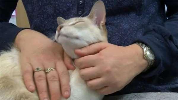 天猫补单需要多少费用？补单成本解析与费用详情