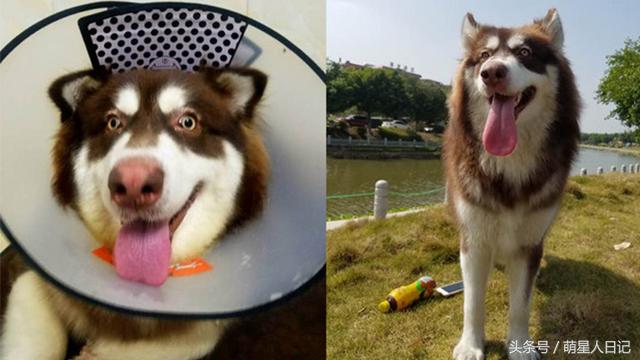 狗瘟真的能治好吗？铲屎官必须知道的5个真相