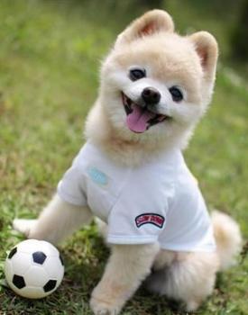 博美犬剪成俊介造型真的适合新手养吗？