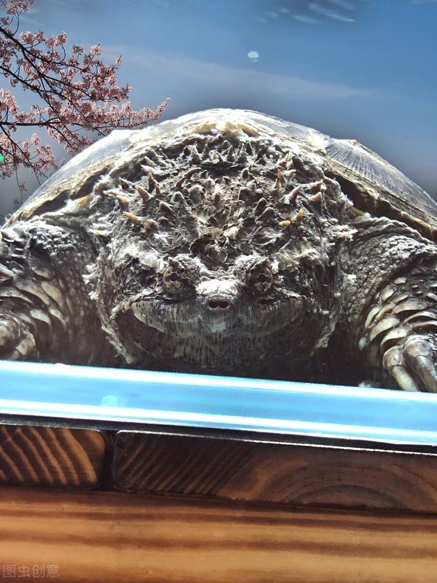 大鳄龟和小鳄龟的区别:体型大小不一样的相关解析 大鳄龟和小鳄龟的区别:体型大小不一样的相关解析