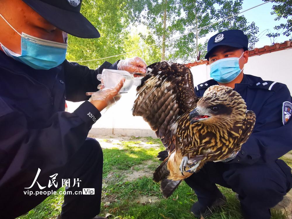 黑耳鸢究竟该怎么观察？