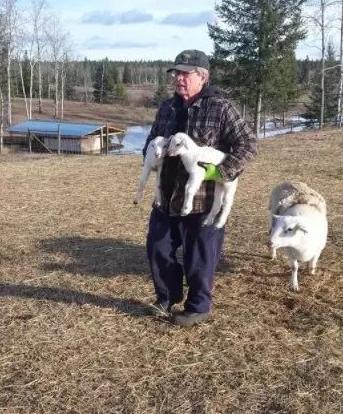 牧羊犬离家12天真的能自己找回来吗？