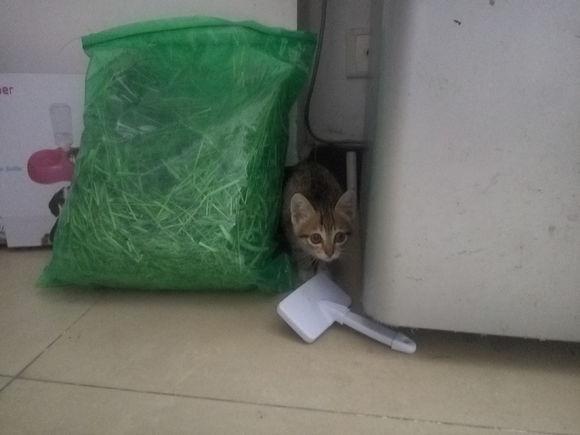 为什么兔子总爱啃自己窝边的草？