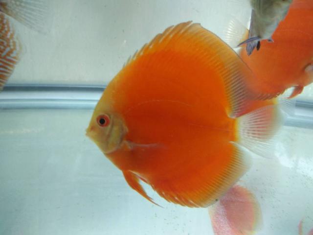 养观赏鱼不用过滤系统真的会死吗？