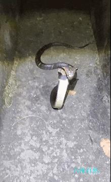 十分神秘炫酷的蛇：蓝长腺珊瑚蛇到底有哪些独特之处？