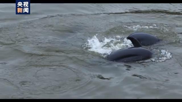 原生鱼类白鲟:珍稀物种的独特魅力与现状 原生鱼类白鲟:珍稀物种的独特魅力与现状
