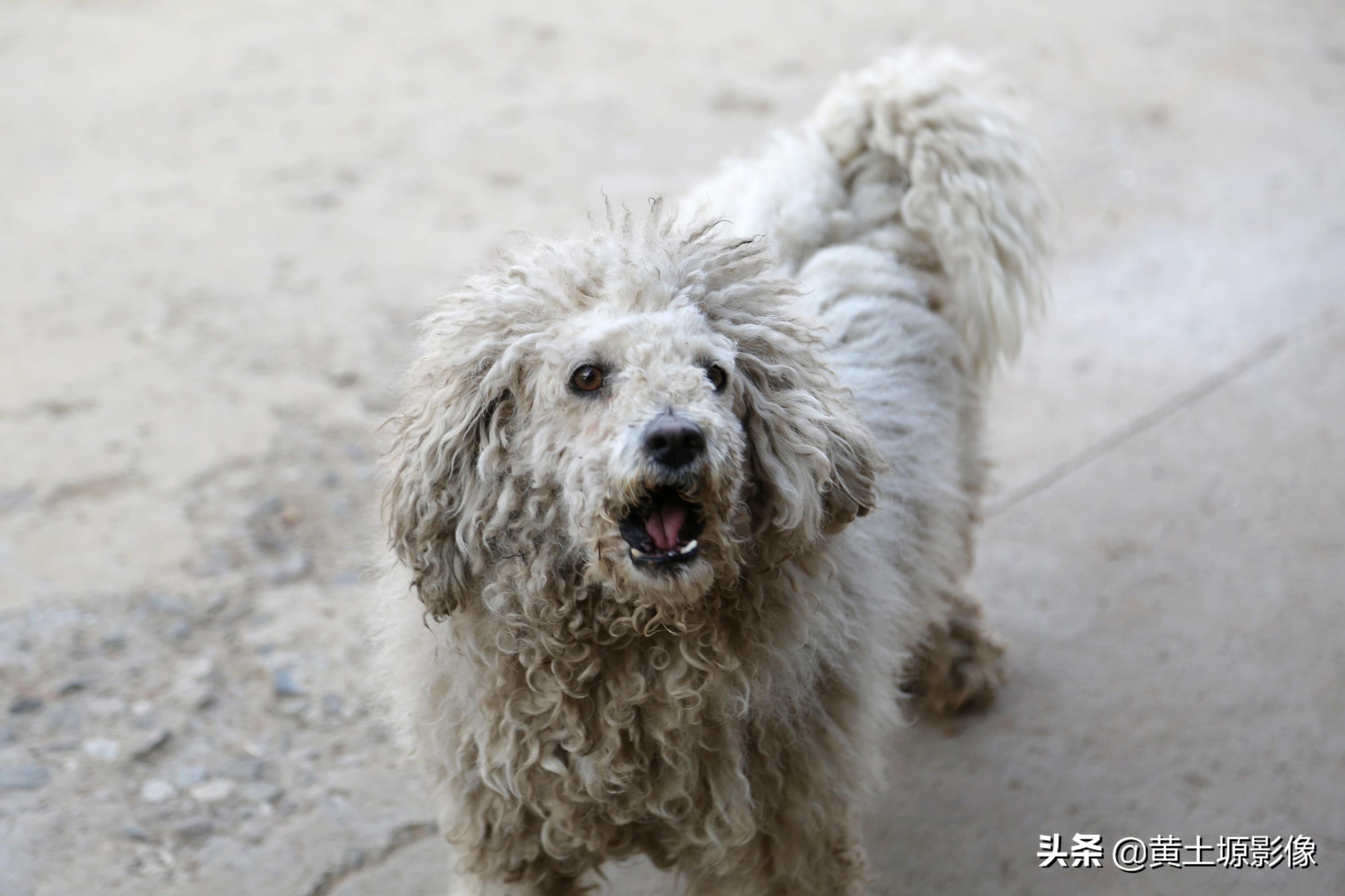 贵妇人犬真的适合新手养吗？