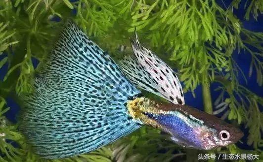 孔雀鱼最佳生长水温指南：22-24度最适宜