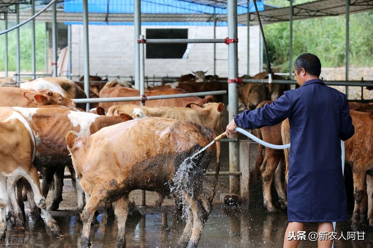 为什么新手养牛马羊猪狗总被说 不如找个女朋友 ？