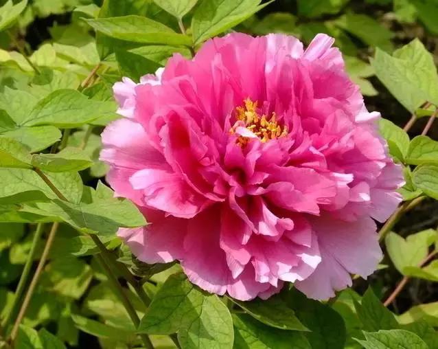 手机尾号888真的能带来好运吗？