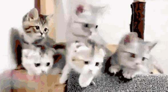 养冠鸭真的比撸猫撸狗更治愈吗？