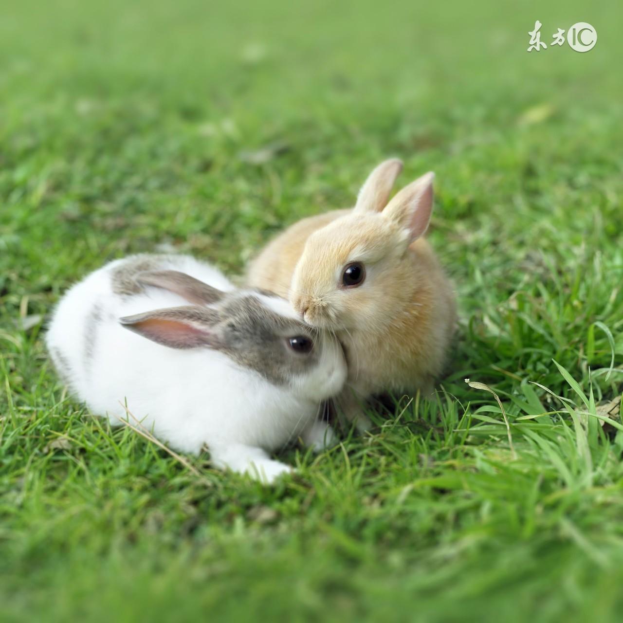 属兔人未来三年要小心哪些坑？