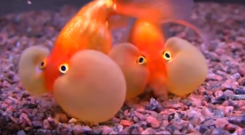 宠物配种真的像电视剧里演得那么简单吗？