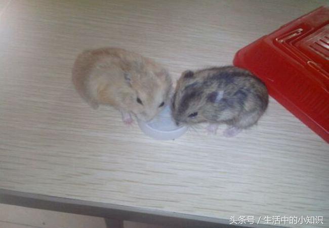 拼多多多多视频领钱是真的吗？提现攻略与注意事项详解