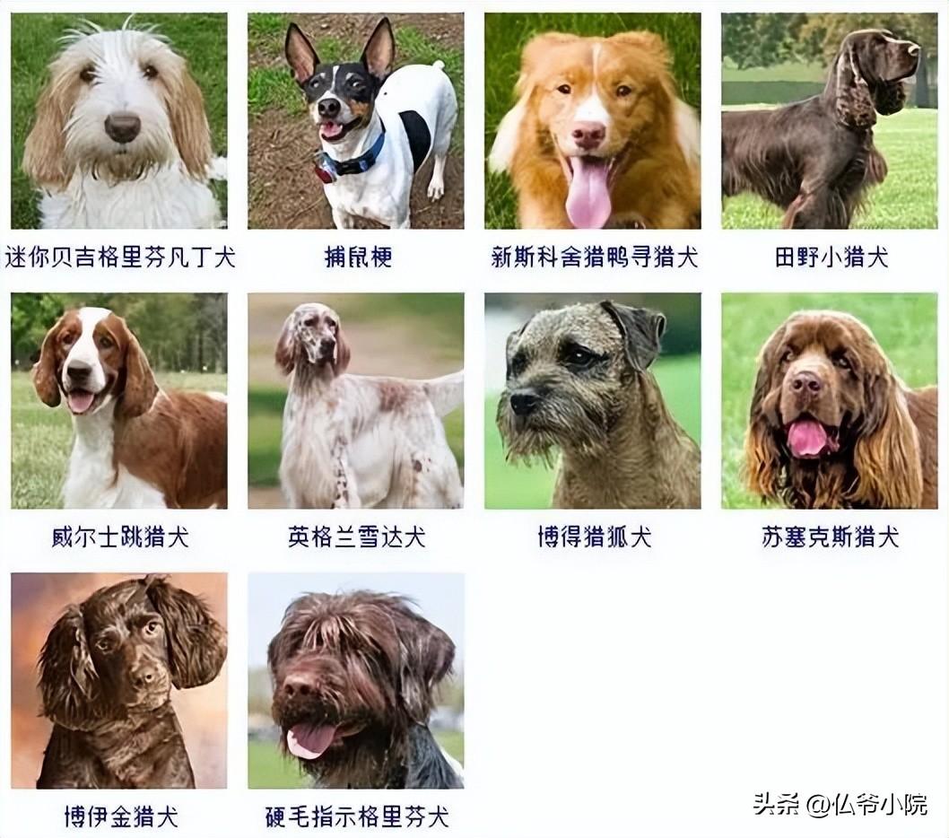 迷你贝吉格里芬凡丁犬能当家庭宠物养吗？