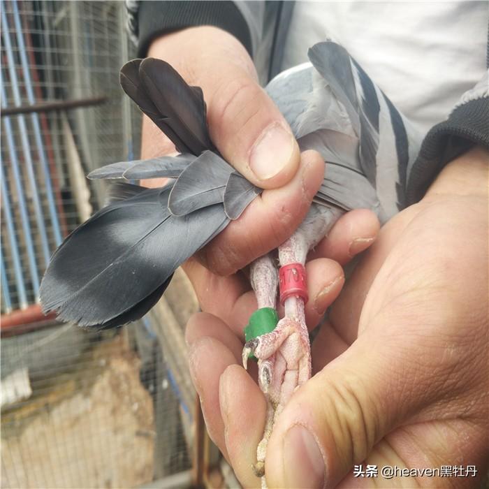 鸽子拉稀带血真是毛滴虫病吗？