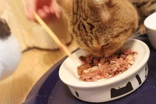 猫咪吃什么会死?不适合猫咪食用的10类物质大揭秘 猫咪吃什么会死?不适合猫咪食用的10类物质大揭秘