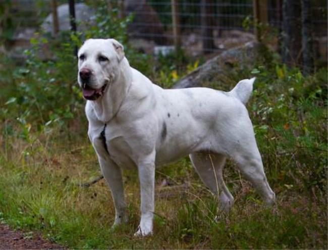 纽波利顿獒犬真的适合新手养吗？