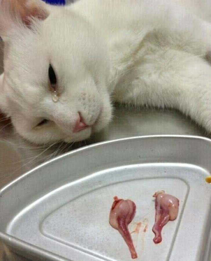 2022年属虎人真的犯太岁吗？