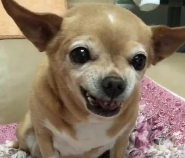 吉娃娃价格差10倍到底差在哪？