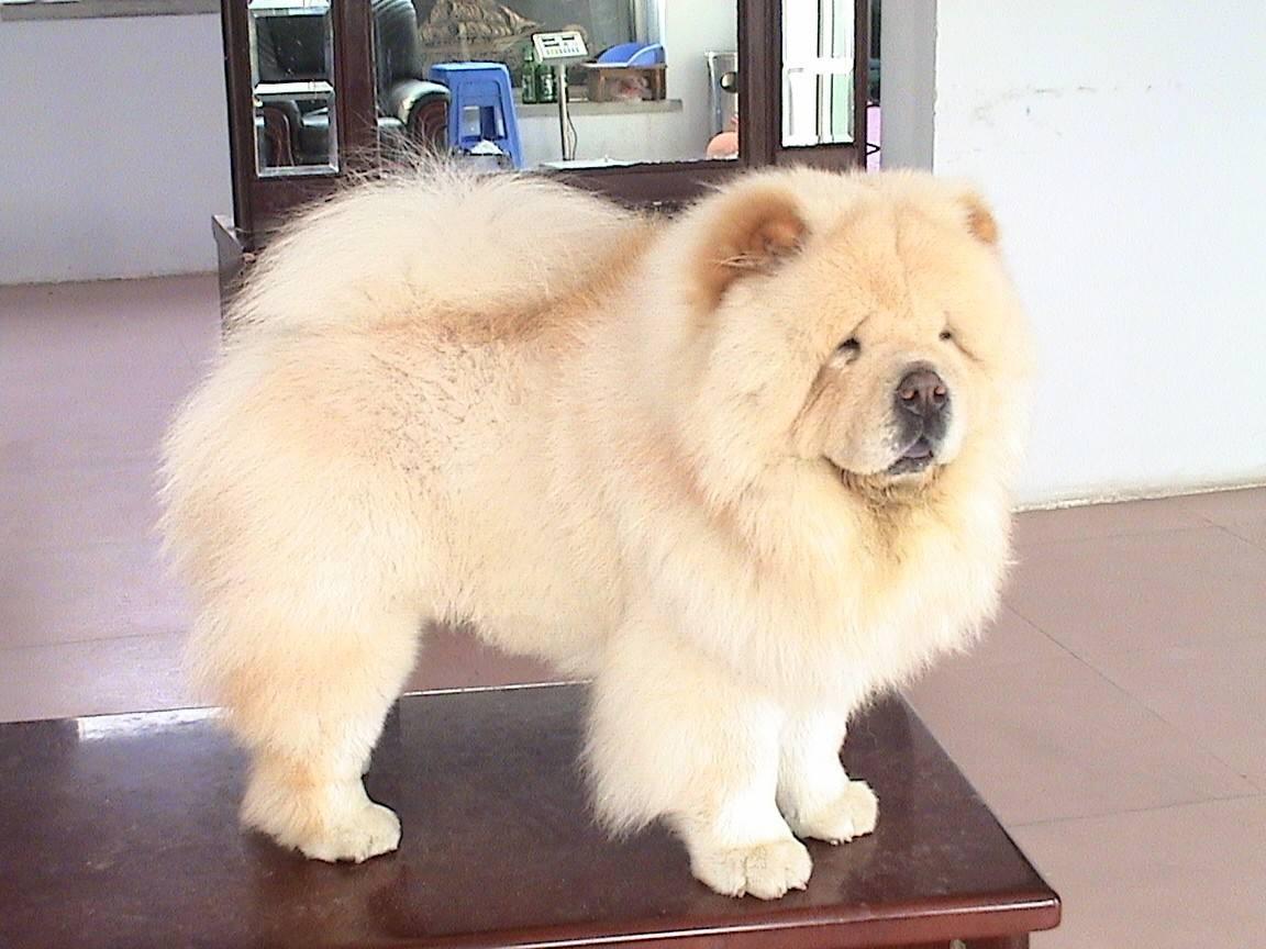 松狮犬能长到比金毛还大吗？