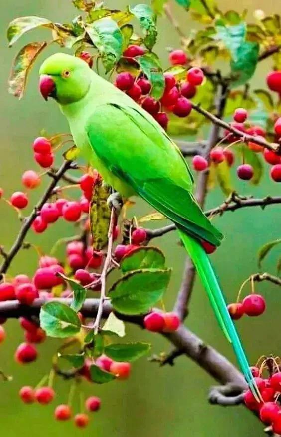 本命年穿红内裤真能转运吗？