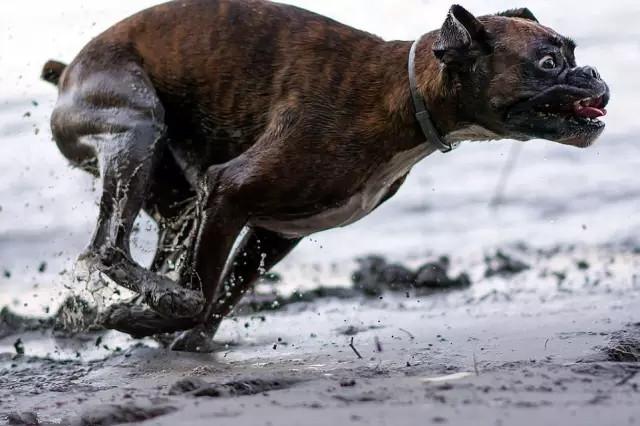 拳师犬真的会把家拆成废墟吗？