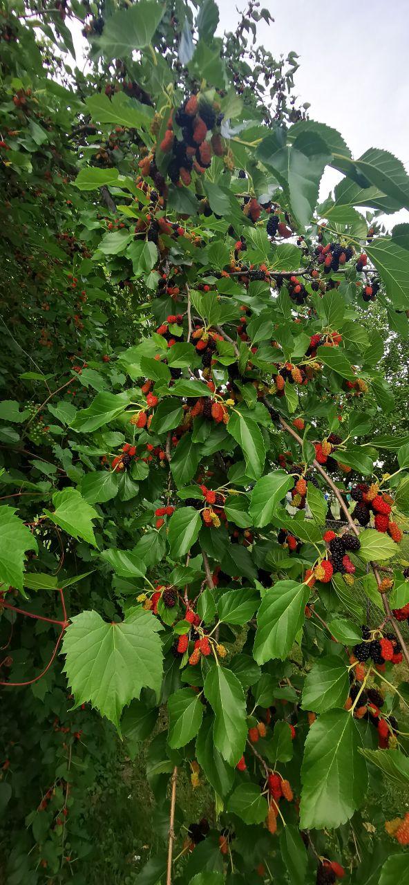 淘宝农场真能免费换水果？新手入门攻略来了！