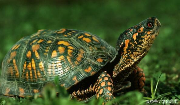 巴西龟挑食饿肚子？新手必看的投喂指南