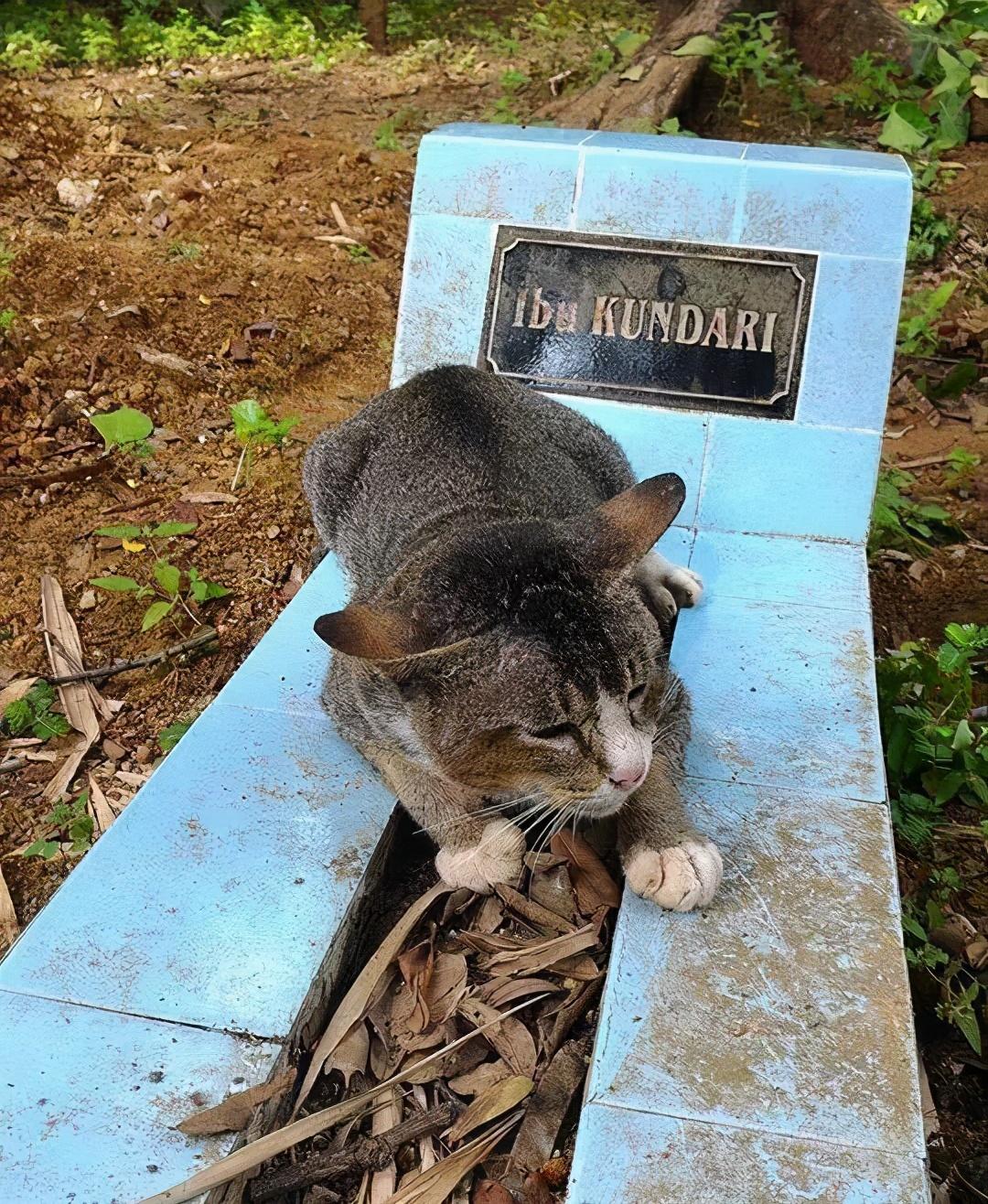 罗威纳犬究竟有多厉害？波奇网为你全面解析